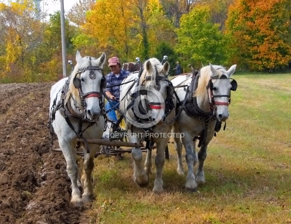 Contest = 2008 Spoon River Drive - Result = 2nd Place - Professional Color
