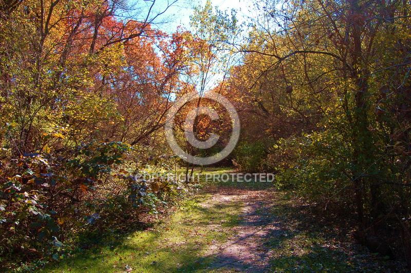 Contest = Bureau County Fair - Result = 1st Place - Fall Scene