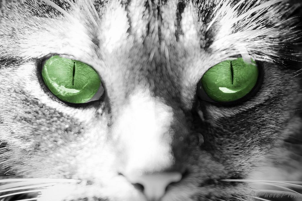 Green Eyed Kitty